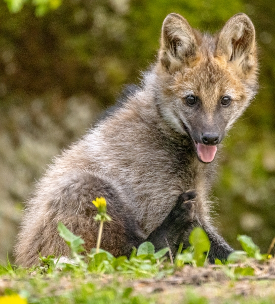 Tiergarten Nürnberg